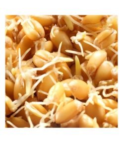 Sprouting seeds - Wheat BIO, 200 g